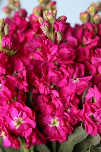Stock Fuchsia 